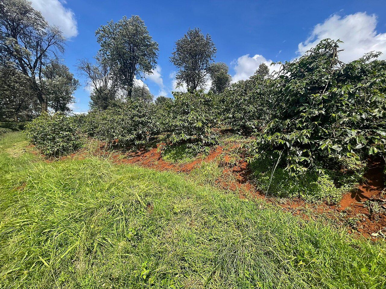 The green landscape of Kiambu County