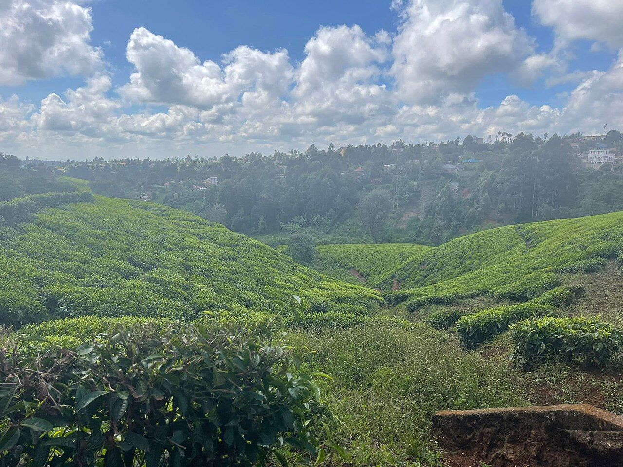 Rolling green hills and tea plantations in Kiambu County