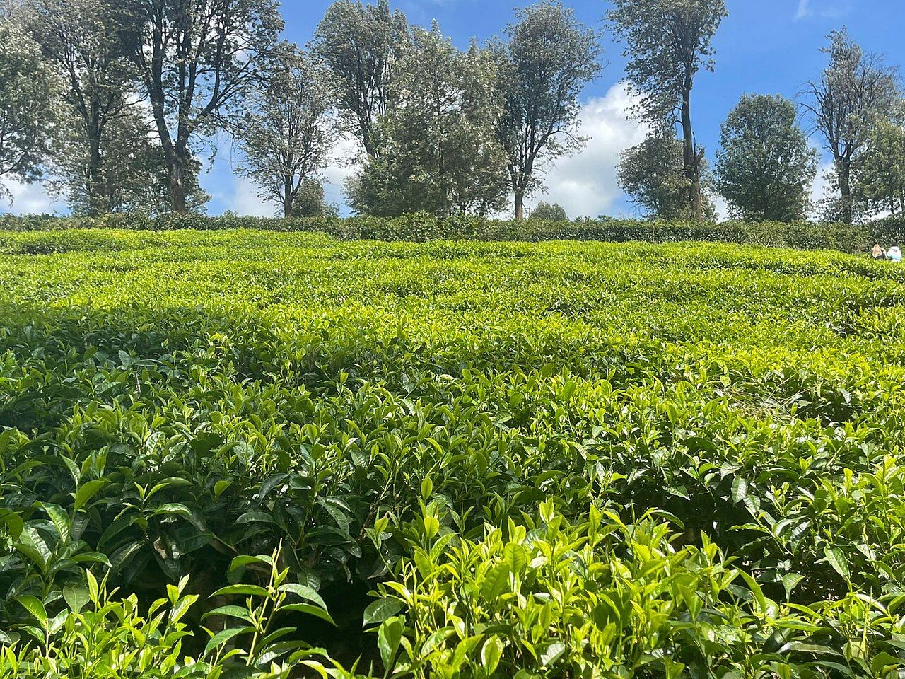Tea plantation landscape in Kiambu County